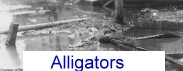 alligator.jpg (58712 bytes)